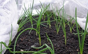 Onions under cover