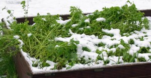 Flattened green manure mustard