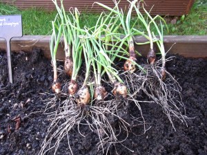 Young shallots lifted for transplanting