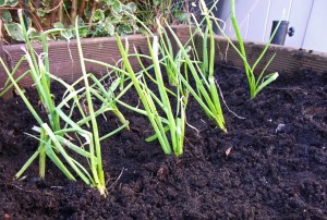 Shallots in their new position