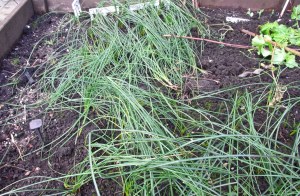 Saffron bed, taking up valuable space