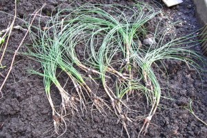 Best saffron plants, ready for replanting