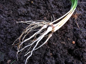 Carrot-like saffron roots