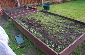 During: chopped up green manure on the surface