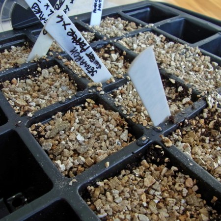 First sowings of 2015, covered with vermiculite