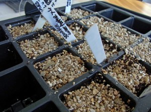 First sowings of 2015, covered with vermiculite