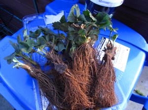 Strawberry plants ready to go outside