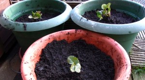 Strawberries planted out into pots