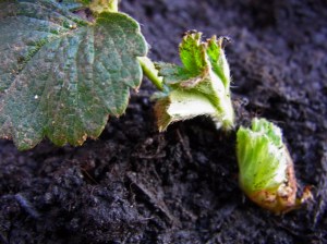 Strong strawberry shoots coming through