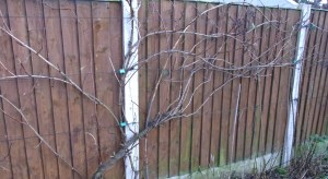 Last year's growth on one of the grape vines