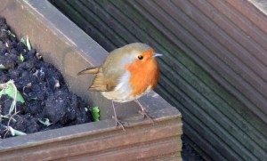 A cute little visitor