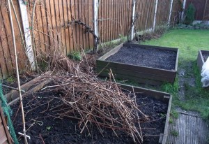Useful vine branches and the trimmed vines in the background