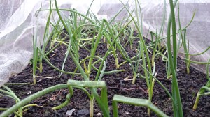 Onions looking healthy under cover