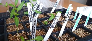 Chilli and sweet pepper seedlings growing well