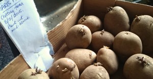 Potatoes sprouting in the daylight