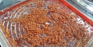 Cress - will be ready in a week