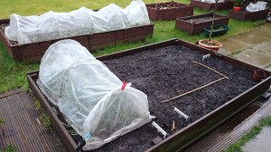 L-shaped area for beans, away from the onions under their cloche