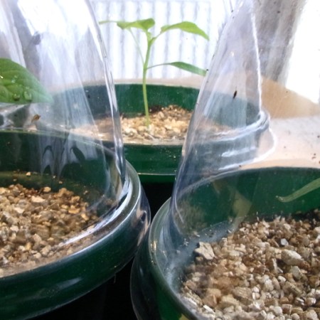 Hungarian Hot Wax and Jalapeños