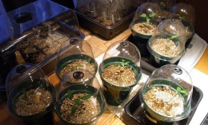 Dining table greenhouse!