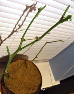 Overwintered Portugal chilli plant