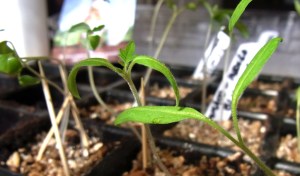 Seedlings coming along in propagator