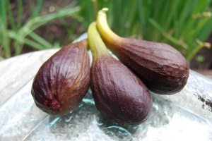 Fully ripened figs, two years ago.