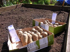 Potatoes ready to plant out
