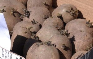 Maris Piper maincrop potatoes, with healthy sprouts