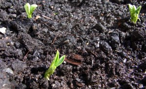 These 'Sutton' broad beans appeared his week