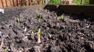 'Karmen' onion sets comng through too