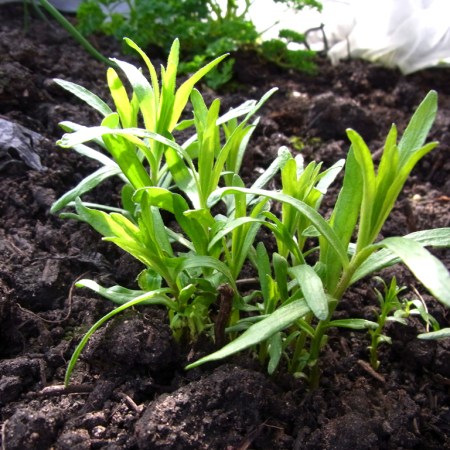 Tarragon, with lush new growth