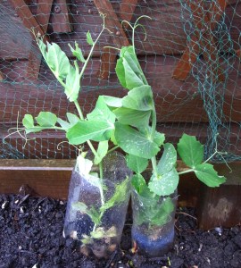 Over-wintered Douce Provence peas