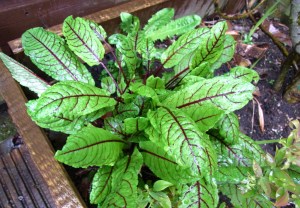 Red-veined sorrel