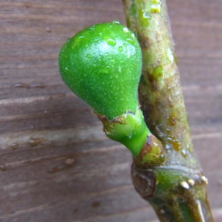 Tiny figs starting to grow