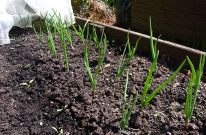 Karmen red onions growing strongly