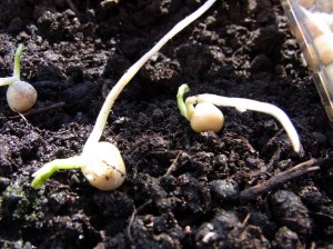 Pea shoots, with long white root and small green shoot.