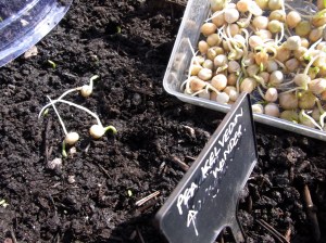 Pea shoots make perfect pea plants