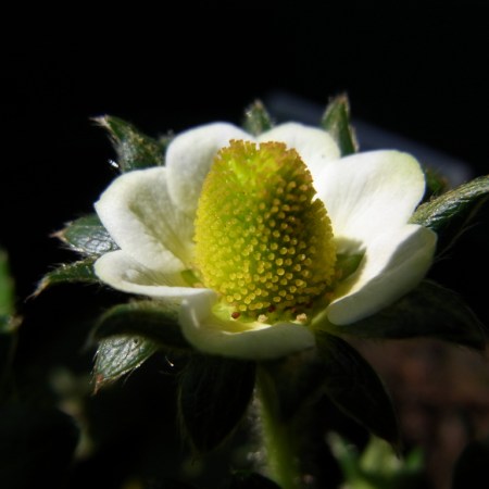 Tiny strawberries are starting to appear