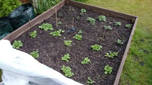 Good growth in the potato bed