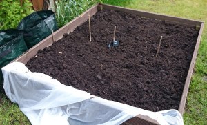 Earthed up, to encourage more growth