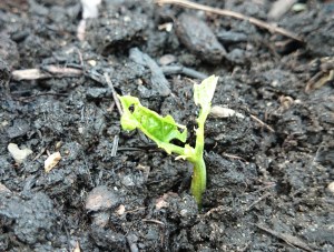 Ravaged young bean plants