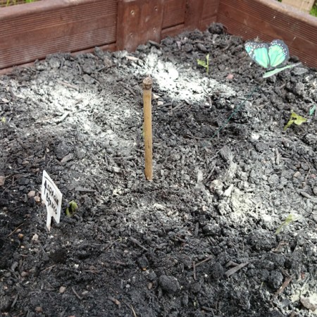 Revenge ... pyrethrum powder