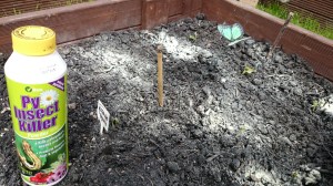 Revenge ... pyrethrum powder