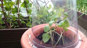 Yard Long Red Noodle beans, assisted by barbecue skewers