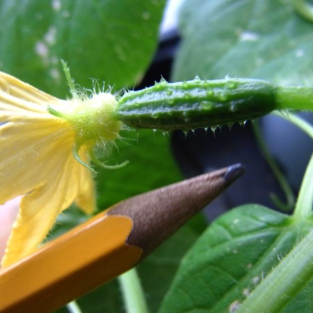 Tiny cucumbers forming
