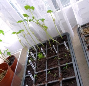 Ultra-fast growing red noodle beans, nearest to window