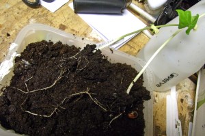 Long roots in just one week