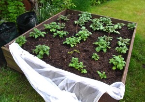 Potatoes ready for earthing up again