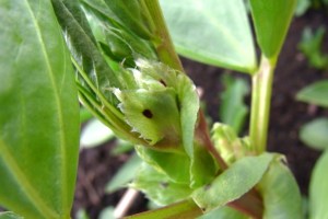 The tell-tale dark spot: flowers are on the way..