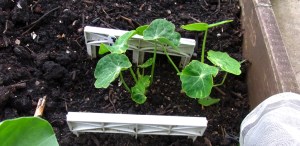 Nasturtiums as companion plant